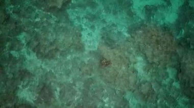 Suyun içindeki bir ağacın hava aracı görüntüleri. Japonya, Okinawa 'daki Kerama Ulusal Parkı' ndaki Zamami Adası 'nda beyaz plajları olan Agonoura Körfezi' nde turkuaz temiz su. Yüksek kalite 4k görüntü.