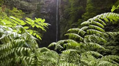 Madeira 'daki ünlü şelale. Levada Caldeirao Verde 'de yürüyüş. Portekiz, Madeira Adası 'nda Levada yürüyüşü. Madeira Levadas 'a yürü. Yüksek kalite 4k görüntü