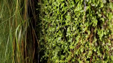 Waling Levada Caldeirao Verde 'de su düşüşü. Portekiz, Madeira Adası 'nda Levada yürüyüşü. Madeira Levadas 'a yürü. Yüksek kalite 4k görüntü