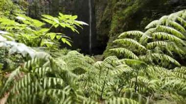 Madeira 'daki ünlü şelale. Levada Caldeirao Verde 'de yürüyüş. Portekiz, Madeira Adası 'nda Levada yürüyüşü. Madeira Levadas 'a yürü. Yüksek kalite 4k görüntü