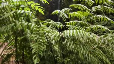 Madeira 'daki ünlü şelale. Levada Caldeirao Verde 'de yürüyüş. Portekiz, Madeira Adası 'nda Levada yürüyüşü. Madeira Levadas 'a yürü. Yüksek kalite 4k görüntü