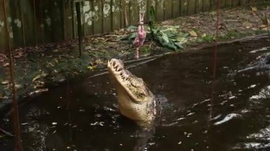 Timsah ya da timsah Papua Yeni Gine 'de bir tavukla besleniyor. Yüksek kalite 4k görüntü