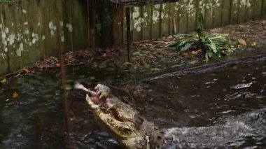 Timsah ya da timsah Papua Yeni Gine 'de bir tavukla besleniyor. Yüksek kalite 4k görüntü