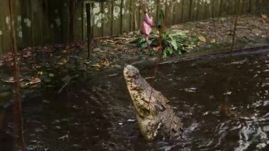 Timsah ya da timsah Papua Yeni Gine 'de bir tavukla besleniyor. Yüksek kalite 4k görüntü