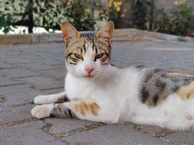 Huzurlu bir an: Bir Calico Kedisinin Zarafeti ve Huzuru, Şehir Gizemlerinin Sessiz Koruyucusu