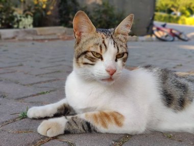 Huzurlu bir an: Bir Calico Kedisinin Zarafeti ve Huzuru, Şehir Gizemlerinin Sessiz Koruyucusu