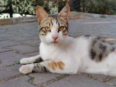 Huzurlu bir an: Bir Calico Kedisinin Zarafeti ve Huzuru, Şehir Gizemlerinin Sessiz Koruyucusu