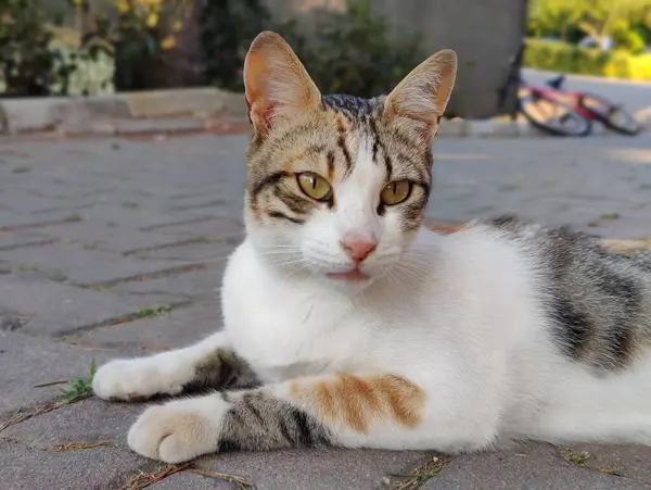 Stock image A Tranquil Moment: The Grace and Serenity of a Calico Cat, a Silent Guardian of Urban Mysteries