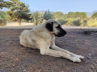 Guardian of the Woods: A Loyal Dog Resting in the Forest, Embodying Protection, Loyalty, and the Spirit of Freedom clipart