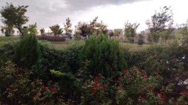 Yağmur damlaları direnç bahçesine düşer: Yumuşak bir yağmurun ortasında, yemyeşil ve kırmızı güller filizlenir, Doğanın gücünü ve güzelliğini sembolize eder Zorluğun Yüzünde bile.