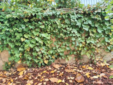 Autumns Whisper: Yeryüzüne Düşen Yapraklar Senfonisi Değişimin Güzelliğini, Yaşam Döngüsünü ve Mevsimin Altın Renklerindeki Varoluşun Ephemeral Doğasını Yakalıyor