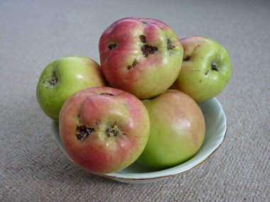 Bir bardak ısırgan otu çayı ve lezzetli bir kurabiyeyle yakalanmış rahatlatıcı bir an. Yumuşak bej bir zemin üzerine kurulmuş sağlık ve hoşgörü, sadelik ve besin dengesini sembolize ediyor..