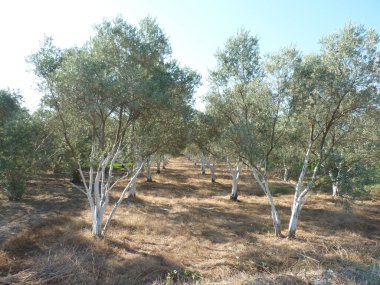 Sunlit Olive Grove: Açık Mavi Gökyüzü Altında Büyümenin, Uyumun ve Doğa ile Huzur Arasındaki Zamansız Bağın Sembolleri Olarak Duran Esnek Ağaçların Sıraları