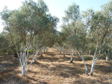 Sunlit Olive Grove: Açık Mavi Gökyüzü Altında Büyümenin, Uyumun ve Doğa ile Huzur Arasındaki Zamansız Bağın Sembolleri Olarak Duran Esnek Ağaçların Sıraları