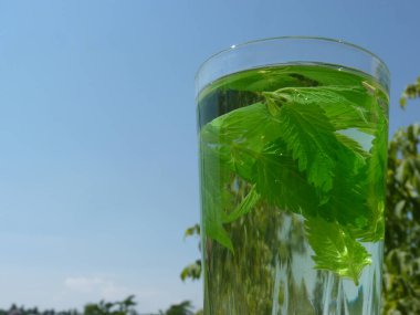 Freshly Brewed Nettle Leaf Tea: A Natural Elixir of Wellness, Energy, and Harmony with Nature Under a Bright Sky clipart