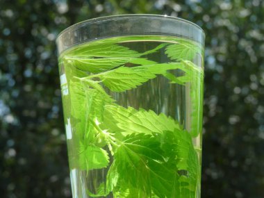 Taze demlenmiş Nettle Yaprak Yaprağı Arası: Parlak Gök Altında Doğa ile Bir Doğal Sağlık, Enerji ve Uyum İksiri