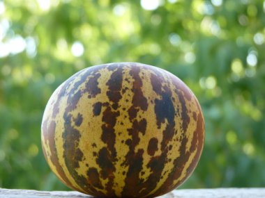 A unique striped fruit on a textured surface, blending natures artistry with earthy tones under soft daylight. clipart