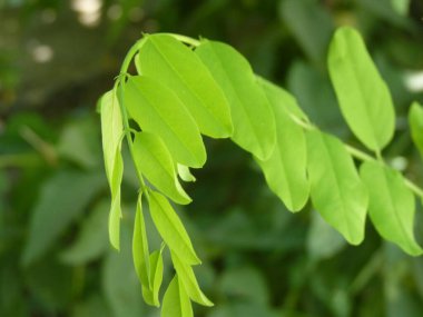 Yaşam Yaprakları: Trkiye 'nin Yeşil Pasaportunun Doğal Yansıması, Büyümeyi, Özgürlüğü ve Dünyayı Keşfetmek İçin Sonsuz Fırsatları Sembolize Ediyor.