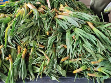 Karmaşık yeşil pırasa yığını, kökleri ortaya çıktı, dayanıklılığı sembolize ediyor ve büyümenin ham, birbiriyle bağlantılı güzelliği canlı, dünyevi bir yığının ortasında..