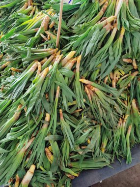 Karmaşık yeşil pırasa yığını, kökleri ortaya çıktı, dayanıklılığı sembolize ediyor ve büyümenin ham, birbiriyle bağlantılı güzelliği canlı, dünyevi bir yığının ortasında..