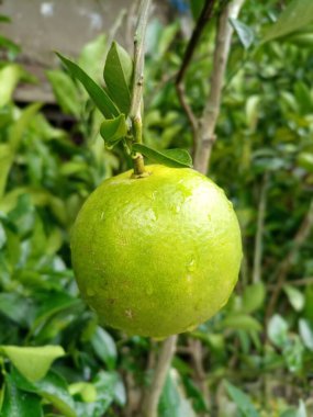 Tatlı Malta Popüler Limonu, Arkaplan Görünüşlü Portakal. Malta Meyve Bahçesi Bangladeş 'te yapılır. Bir Malta Ağaç Asıyor. Konuya Seçici Odaklanma.