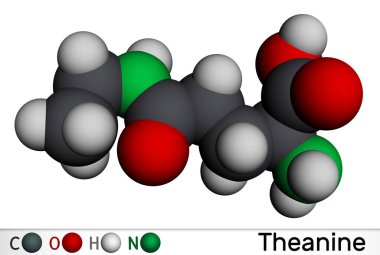 Theanine, anin molekülü. Nöroaktif etken, bitki metaboliti, yeşil çayda bulunur. Moleküler model. 3 boyutlu görüntüleme. Görüntü
