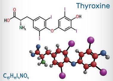 Tiroksin, T4, levotiroksin molekülü. Tiroid hormonu. Tirodin T3 'ün prohormonu. Hipotiroidizmi tedavi etmek için kullanılır. Yapısal kimyasal formül, molekül modeli. Vektör illüstrasyonu