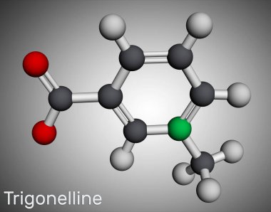 Trigonelline bitki alkaloit molekülü. Niasin vitamini B3 'ün metilasyon ürünü, metillenmiş niasin. Moleküler model. 3 boyutlu görüntüleme. Görüntü