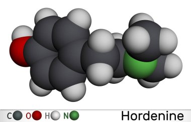 Hordenine, dimetiltiramin sınıfı, molekül. Bu fenetilamin alkaloid, doğal ürün. Moleküler model. 3 boyutlu görüntüleme. Görüntü
