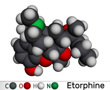 Etorfin, M99 molekülü. Morfin alkaloit, opioid analjezik, sadece veterinerlik için sakinleştirici. Moleküler model. 3 boyutlu görüntüleme. Görüntü