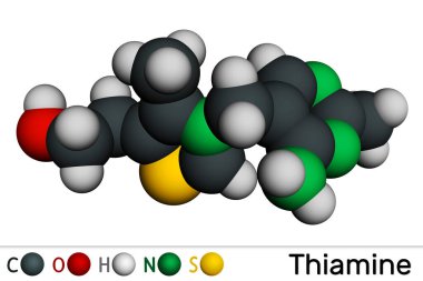 Tiamin, B1 vitamini molekülü. Yiyeceklerde bulundu, diyet takviyesi ve ilaç olarak kullanıldı. Moleküler model. 3 boyutlu görüntüleme. Görüntü