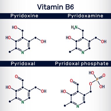 B6 vitamini: pyridoxal, pyridoxal fosfat, pyridoxine, pyridoxamine molekülü. Yapısal kimyasal formül. Vektör illüstrasyonu