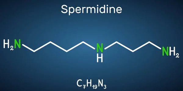 stock vector Spermidine molecule. It is triamine, polyamine formed from putrescine. Structural chemical formula on the dark blue background. Vector illustration