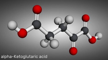 Alfa-ketolutarik asit, 2-oxoglutaric asit, oxoglutarate, alfa ketolutarate molekülü. Krebs döngüsünde orta dereceli metabolittir. Moleküler model. 3 boyutlu görüntüleme. Görüntü