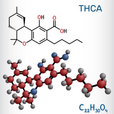 Tetrahydrocannabinolic asit, THCA, tetrahydrocannabinolate molekülü. Tetrahydrocannabinol THC 'nin öncülü, aktif bileşen esrar. Yapısal kimyasal formül, molekül modeli. Vektör illüstrasyonu