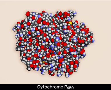 Sitokrom P450 molekülü. CYP 3A4 insan CYP enzimlerinin en önüne gelenle yatan olanıdır. Moleküler model. 3 boyutlu görüntüleme. Görüntü