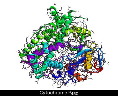 Cytochrome P450 molecule. CYP 3A4 is the most promiscuous of the human CYP enzymes. Molecular model. 3D rendering. Illustration clipart
