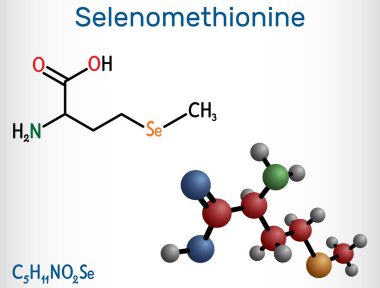 Selenomethionine molekülü. Doğal olarak oluşan amino asit. Yapısal kimyasal formül ve molekül modeli. Vektör illüstrasyonu
