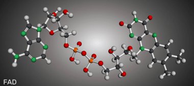 Flavin adenin dinükleotid, FAD molekülü. Enerji üretimi ve metabolizması için gerekli redoks-aktif koenzim. Moleküler model. 3 boyutlu görüntüleme. Görüntü