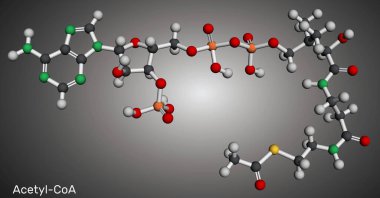 Asetil CoA, asetil koenzim A molekülü. Yağ asidi biosentezinde anahtar koenzim, Krebs döngüsü, sitrik asit döngüsü. Moleküler model. 3 boyutlu görüntüleme. Görüntü
