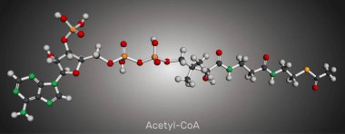 Asetil CoA, asetil koenzim A molekülü. Yağ asidi biosentezinde anahtar koenzim, Krebs döngüsü, sitrik asit döngüsü. Moleküler model. 3 boyutlu görüntüleme. Görüntü