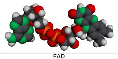 Flavin adenin dinükleotid, FAD molekülü. Enerji üretimi ve metabolizması için gerekli redoks-aktif koenzim. Moleküler model. 3 boyutlu görüntüleme. Görüntü