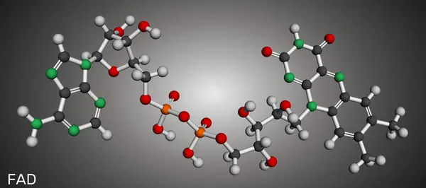 stock image Flavin adenine dinucleotide, FAD molecule.  Essential redox-active coenzyme involved in energy production and metabolism. Molecular model. 3D rendering. Illustration