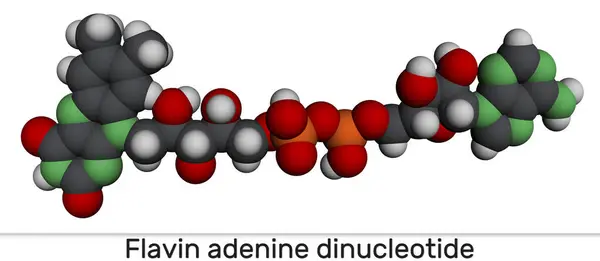 stock image Flavin adenine dinucleotide, FAD molecule.  Essential redox-active coenzyme involved in energy production and metabolism. Molecular model. 3D rendering. Illustration