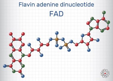 Flavin adenin dinükleotid, FAD molekülü. Enerji üretimi ve metabolizması için gerekli redoks-aktif koenzim. Molekül modeli. Kafesteki bir kağıt parçası. Vektör illüstrasyonu