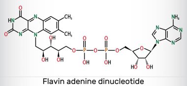 Flavin adenin dinükleotid, FAD molekülü. Enerji üretimi ve metabolizması için gerekli redoks-aktif koenzim. Yapısal kimyasal formül. Vektör illüstrasyonu