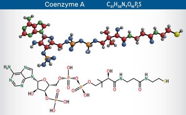 Koenzim A, CoA, SHCoA, CoASH molekülü. Yağ asidi metabolizmasında temel koenzim ve Krebs döngüsü, sitrik asit döngüsü. Vektör illüstrasyonu