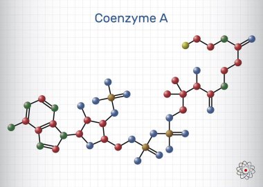 Coenzyme A, CoA, SHCoA, CoASH molecule. Essential coenzyme in fatty acid metabolism and the Krebs cycle, citric acid cycle. Molecule model. Sheet of paper in a cage. Vector  clipart