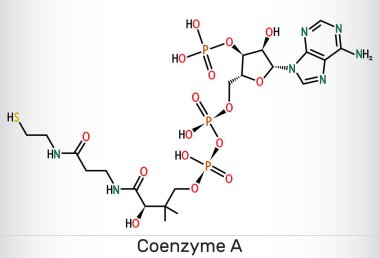 Koenzim A, CoA, SHCoA, CoASH molekülü. Yağ asidi metabolizmasında temel koenzim ve Krebs döngüsü, sitrik asit döngüsü. Yapısal kimyasal formül. Vektör illüstrasyonu
