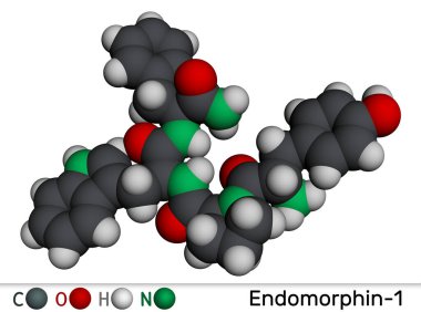 Endomorfin-1 (EM-1) molekülü. Ağrı modülasyonu için endojen opioid peptit. Moleküler model. 3B görüntüleme